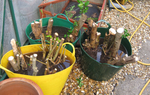 soaking privet roots